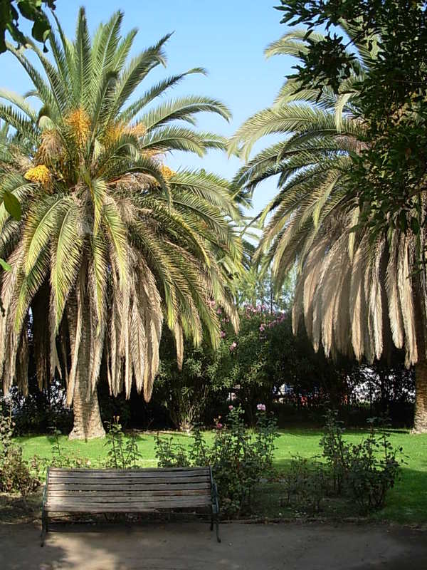 Foto de Panquehue, Chile