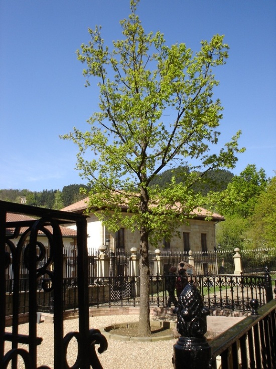 Foto de Gernika (Vizcaya), España