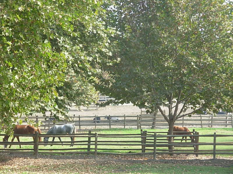 Foto de Panquehue, Chile