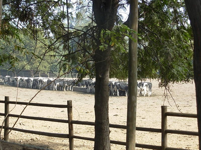 Foto de Panquehue, Chile