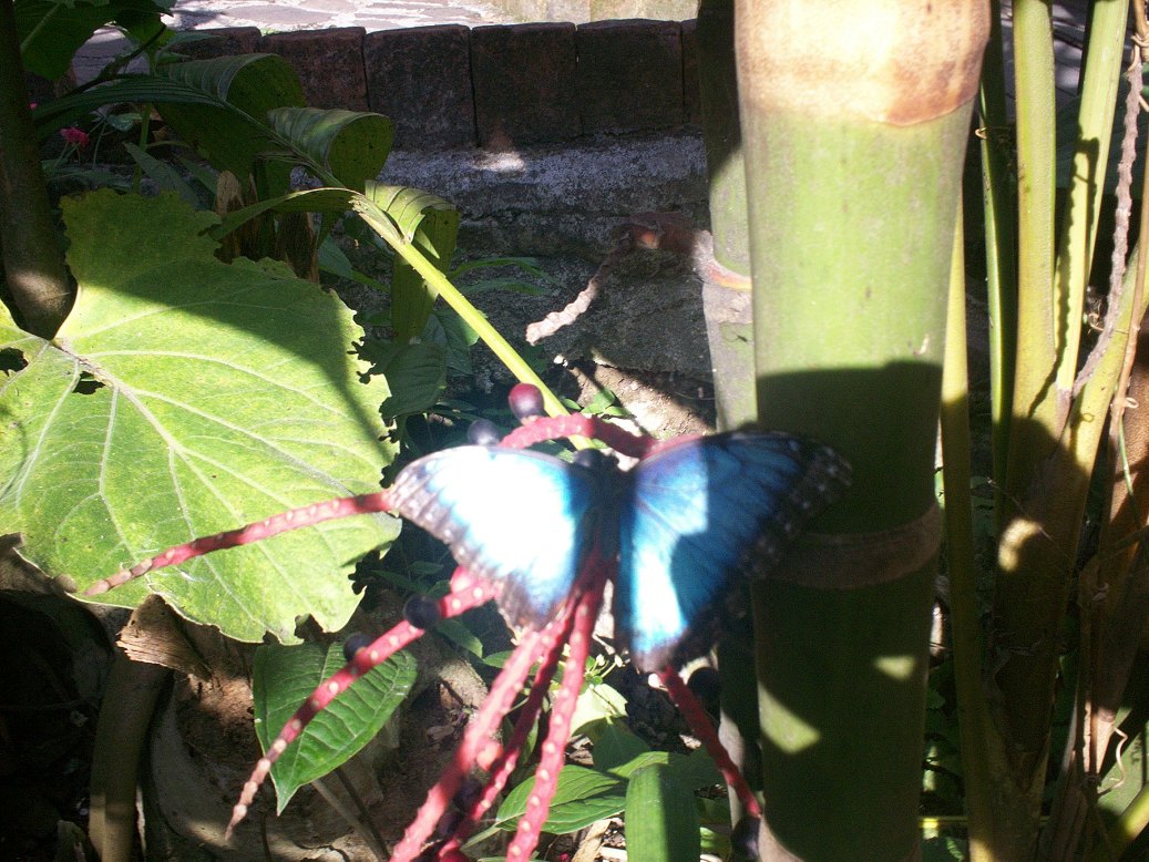 Foto de San José, Costa Rica