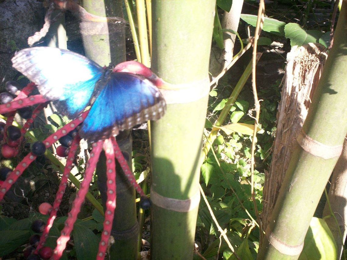 Foto: MARIPOSA - San José, Costa Rica