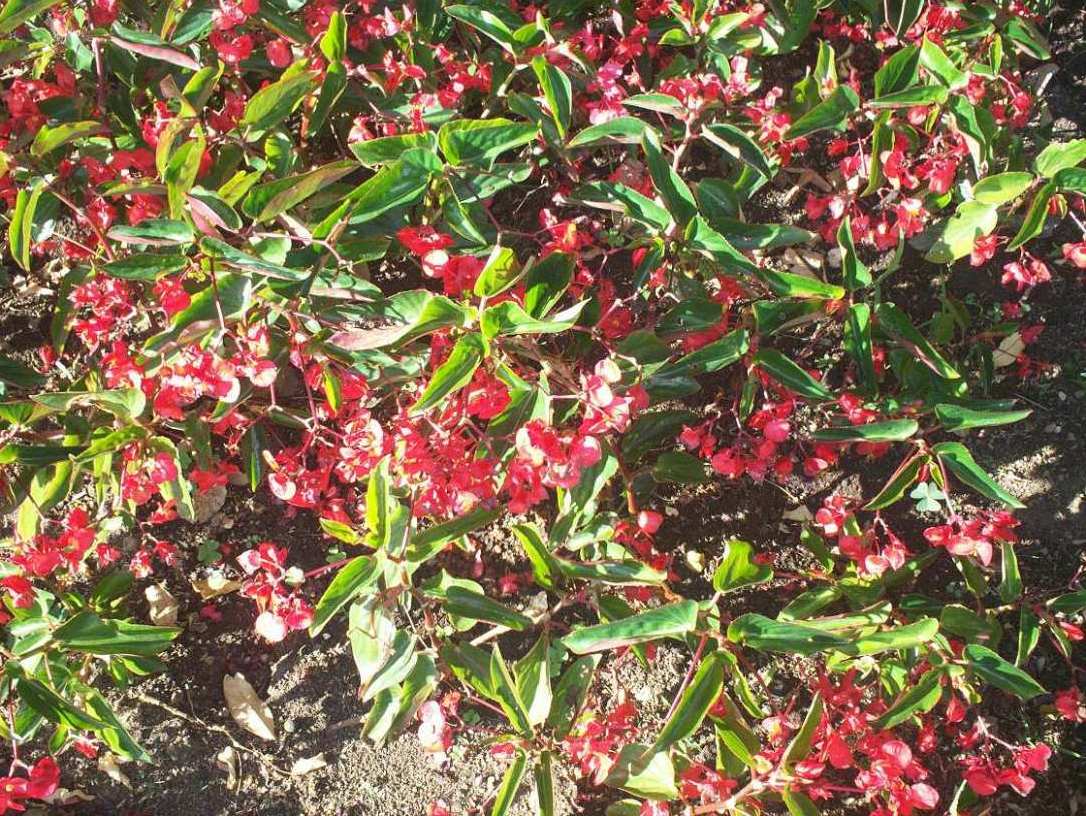 Foto de San José, Costa Rica