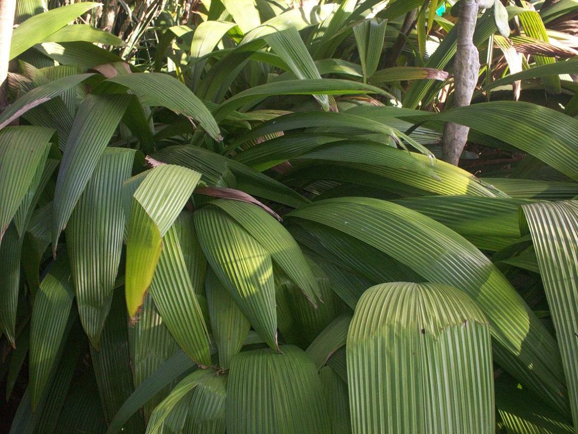 Foto de San José, Costa Rica