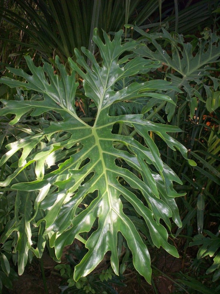 Foto de San José, Costa Rica