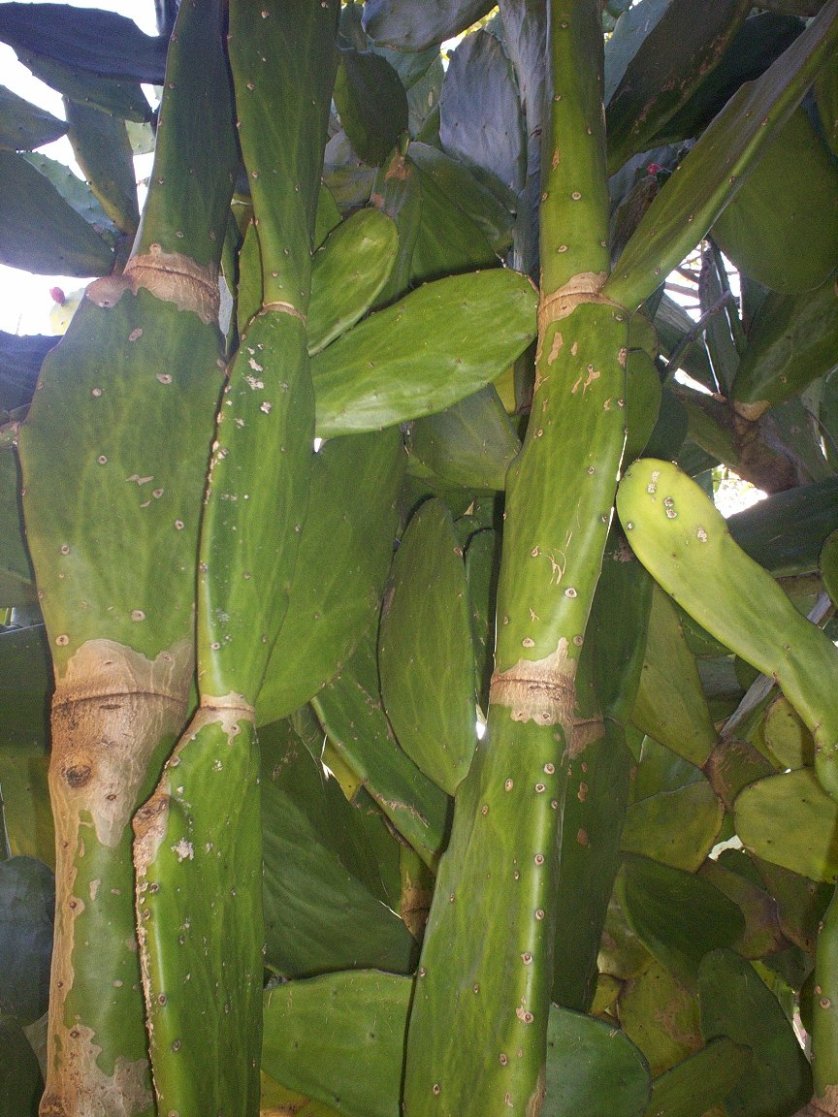 Foto de San José, Costa Rica