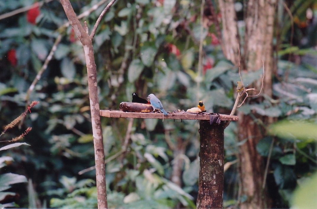 Foto de San Carlos del Arenal, Costa Rica