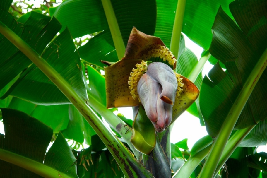 Foto de Heredia, Costa Rica