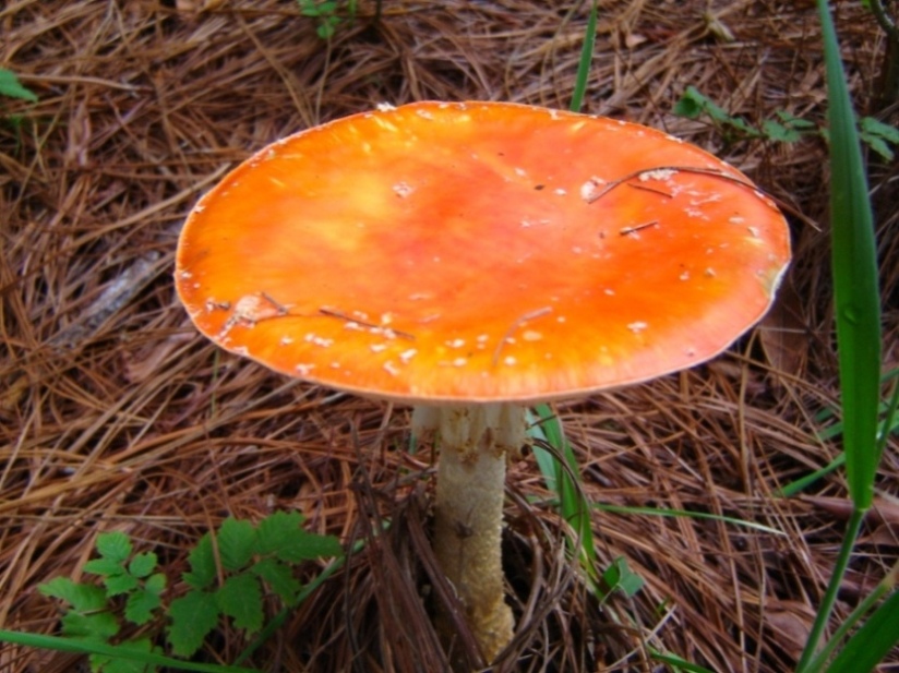 Foto de San Rafael (Heredia), Costa Rica