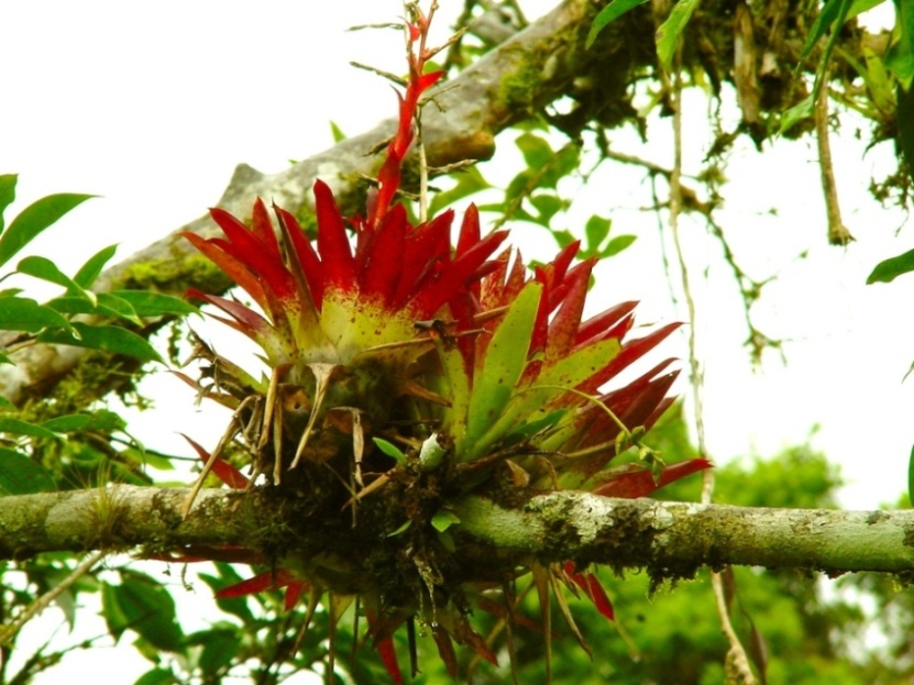 Foto de Cartago, Costa Rica
