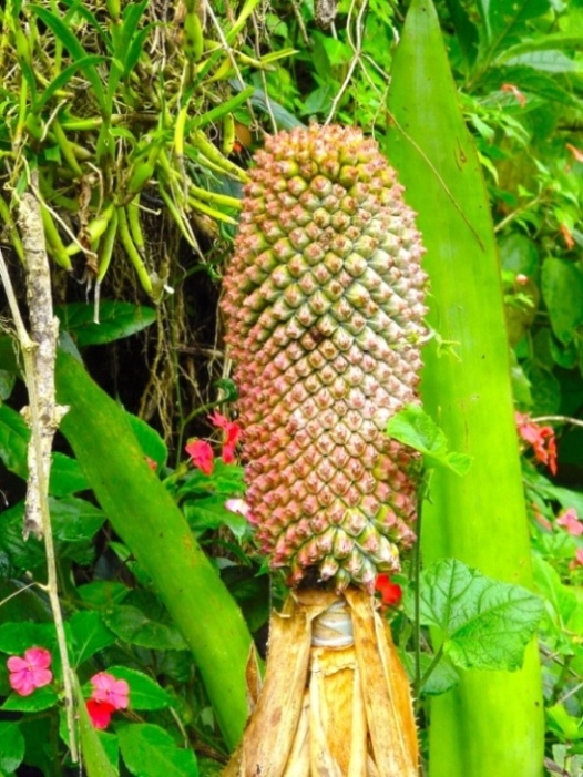 Foto de Cartago, Costa Rica