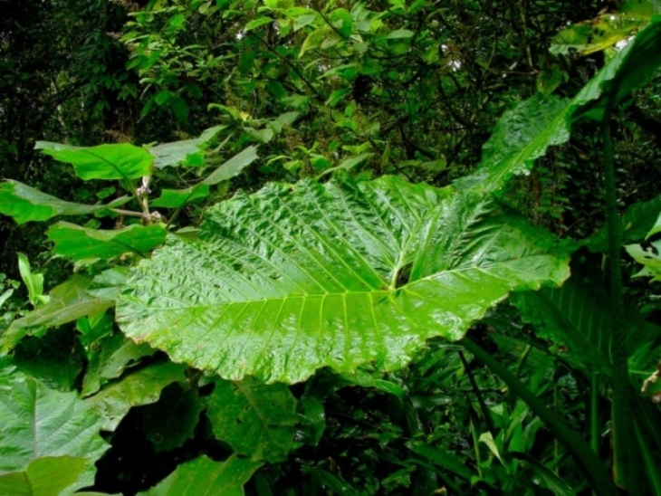 Foto de Cartago, Costa Rica