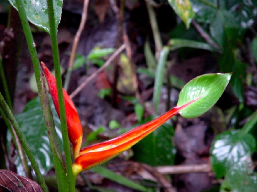 Foto de Cartago, Costa Rica