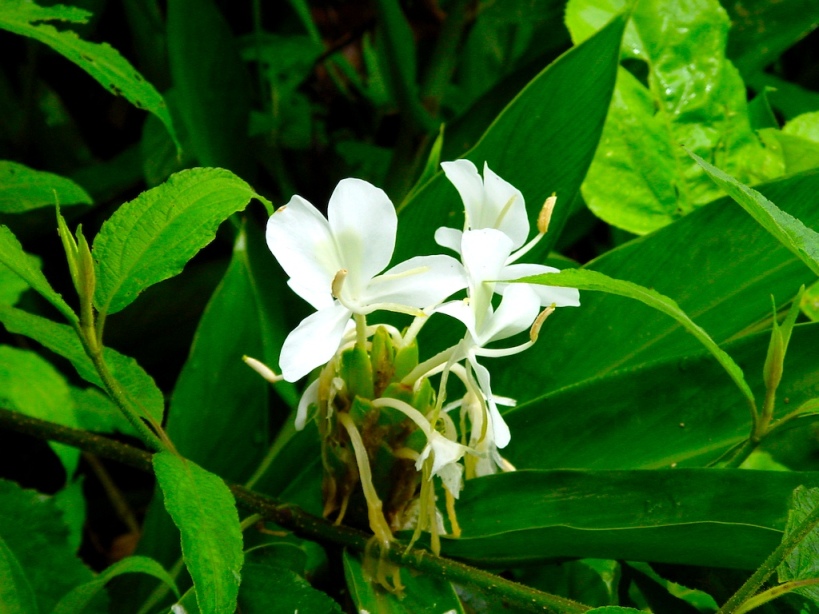 Foto de Cartago, Costa Rica