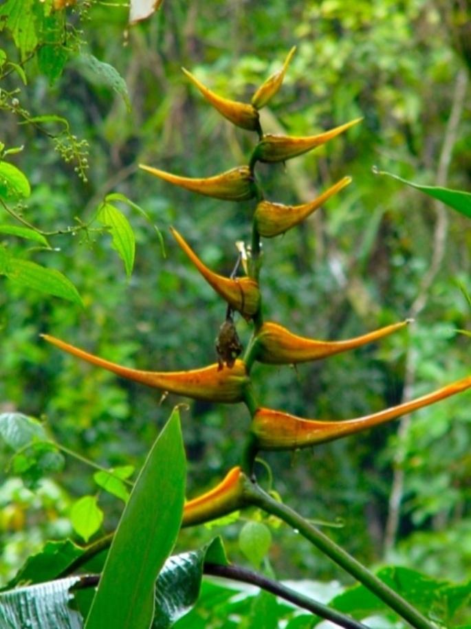 Foto de Cartago, Costa Rica