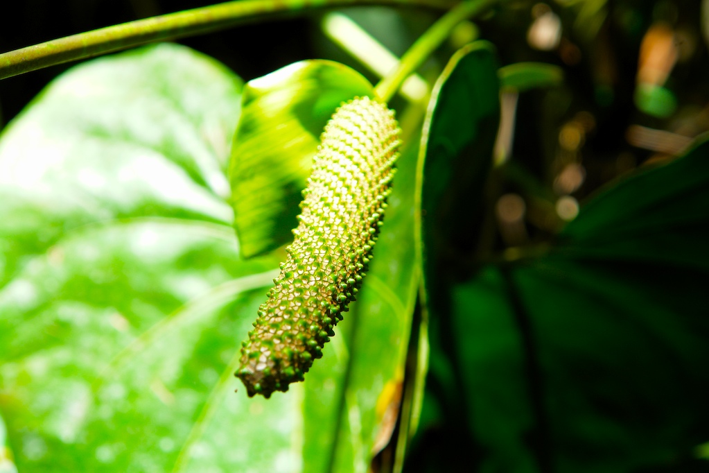 Foto de Paraso (Cartago), Costa Rica