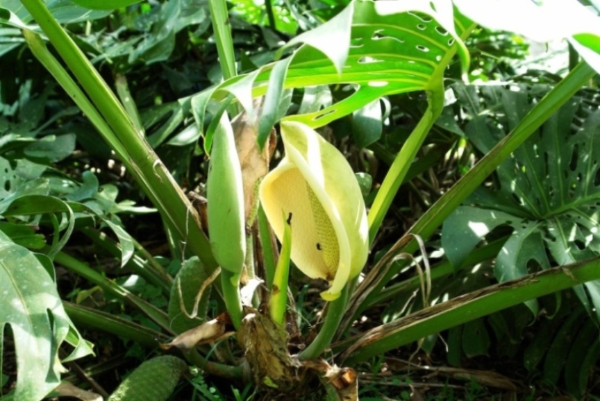 Foto de Paraiso (Cartago), Costa Rica