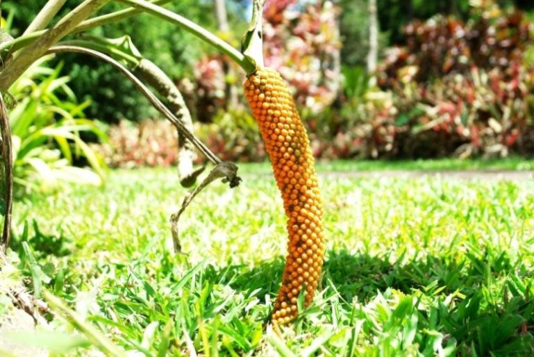 Foto de Paraiso (Cartago), Costa Rica