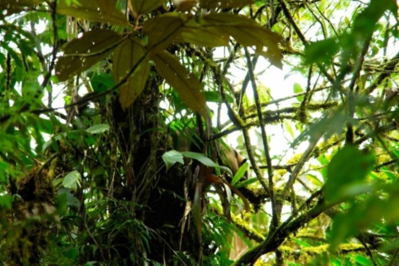 Foto de Heredia, Costa Rica