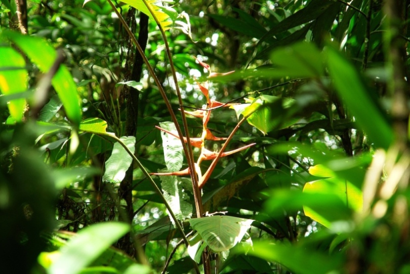 Foto de Heredia, Costa Rica