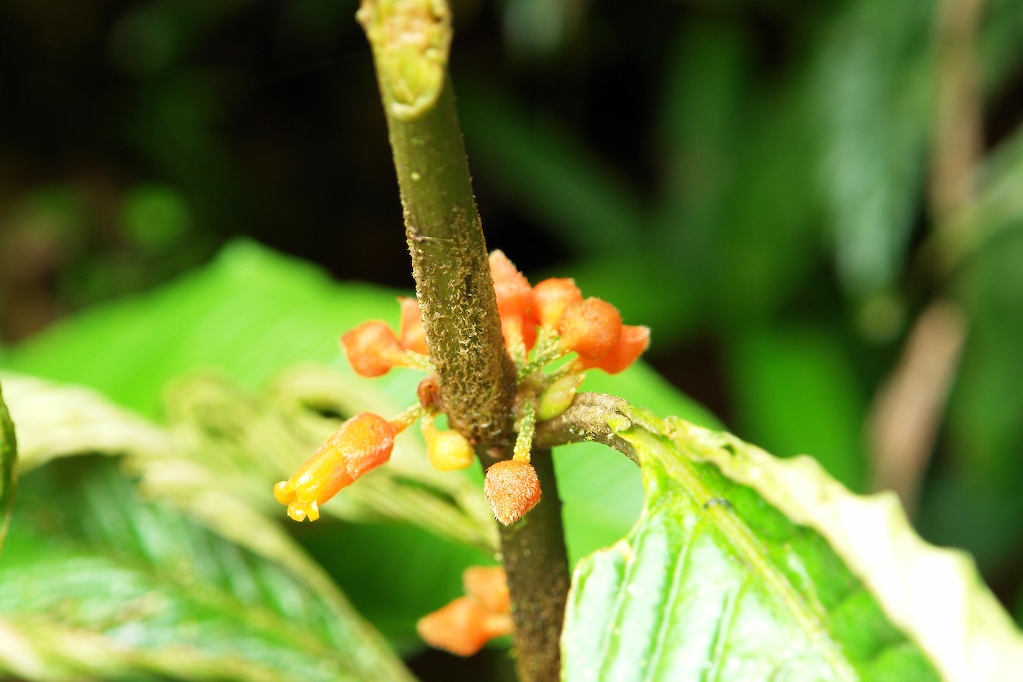 Foto de Heredia, Costa Rica