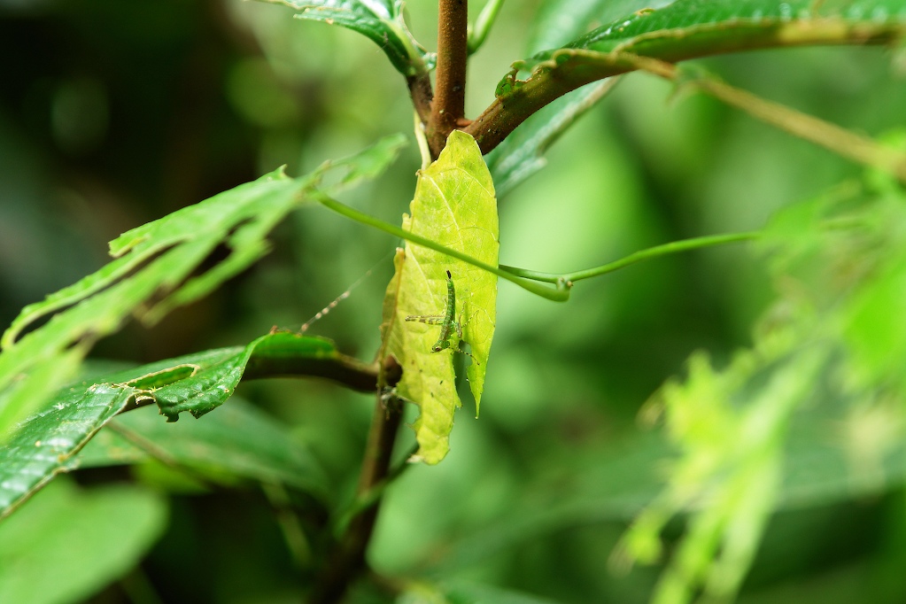 Foto de Heredia, Costa Rica