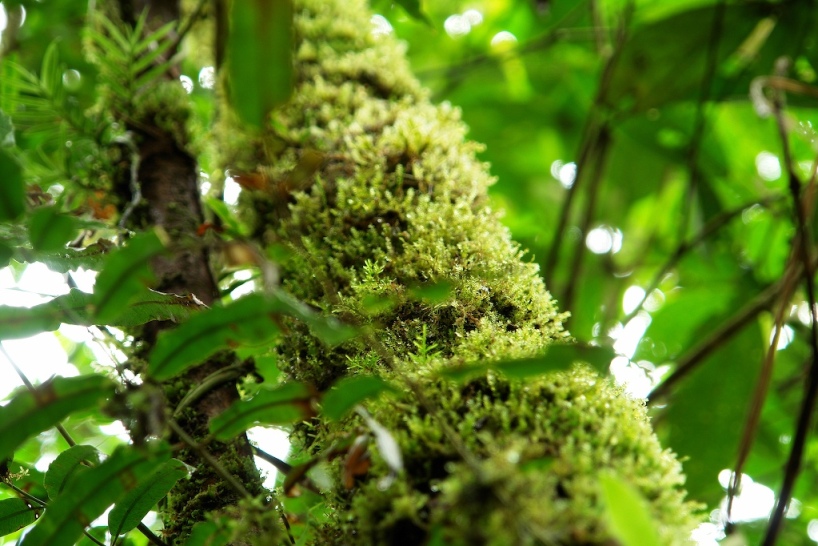 Foto de Heredia, Costa Rica