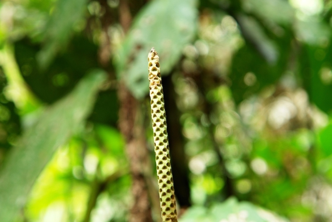 Foto de Heredia, Costa Rica