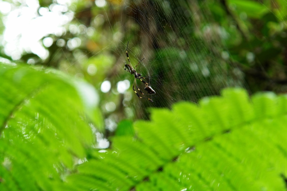 Foto de Heredia, Costa Rica