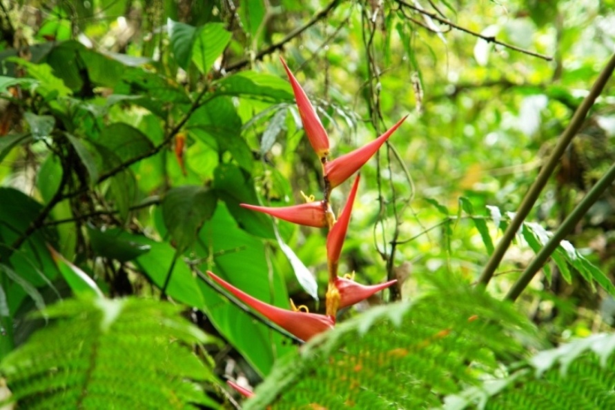 Foto de Heredia, Costa Rica