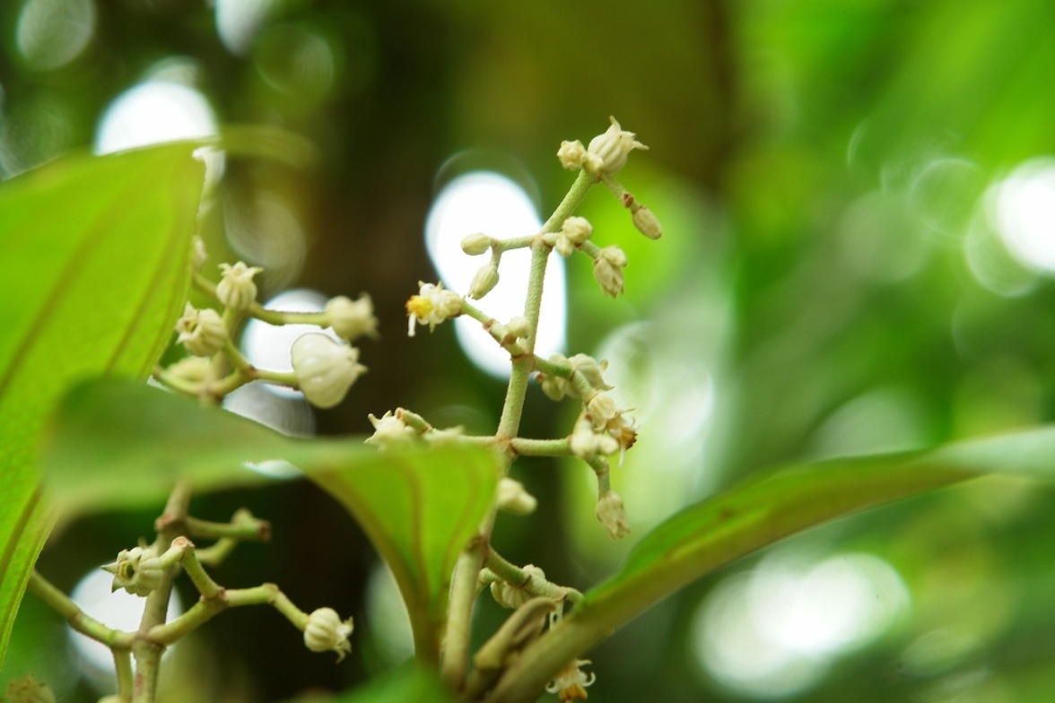 Foto de Heredia, Costa Rica