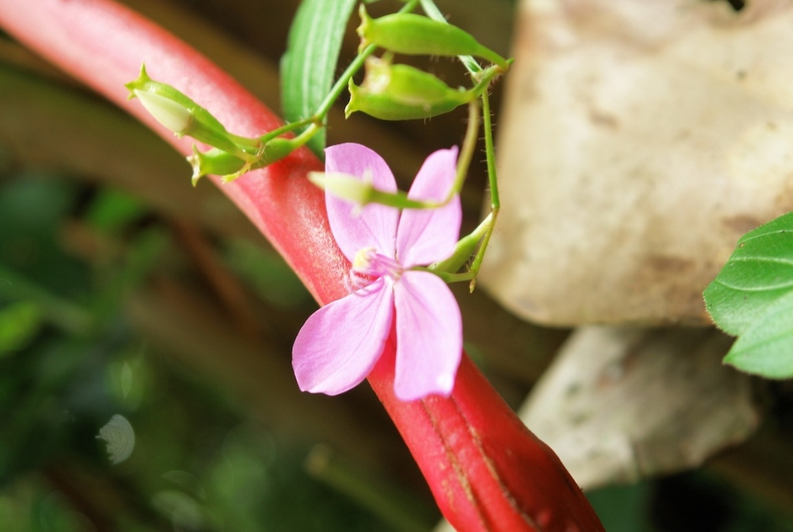 Foto de Heredia, Costa Rica