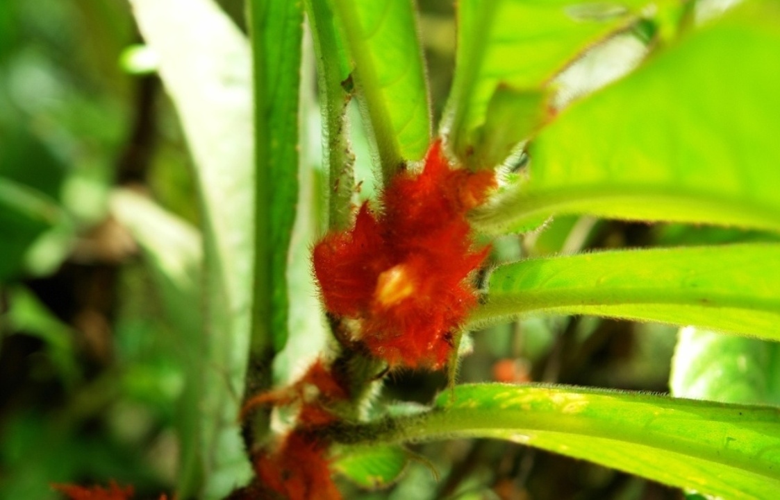 Foto de Heredia, Costa Rica