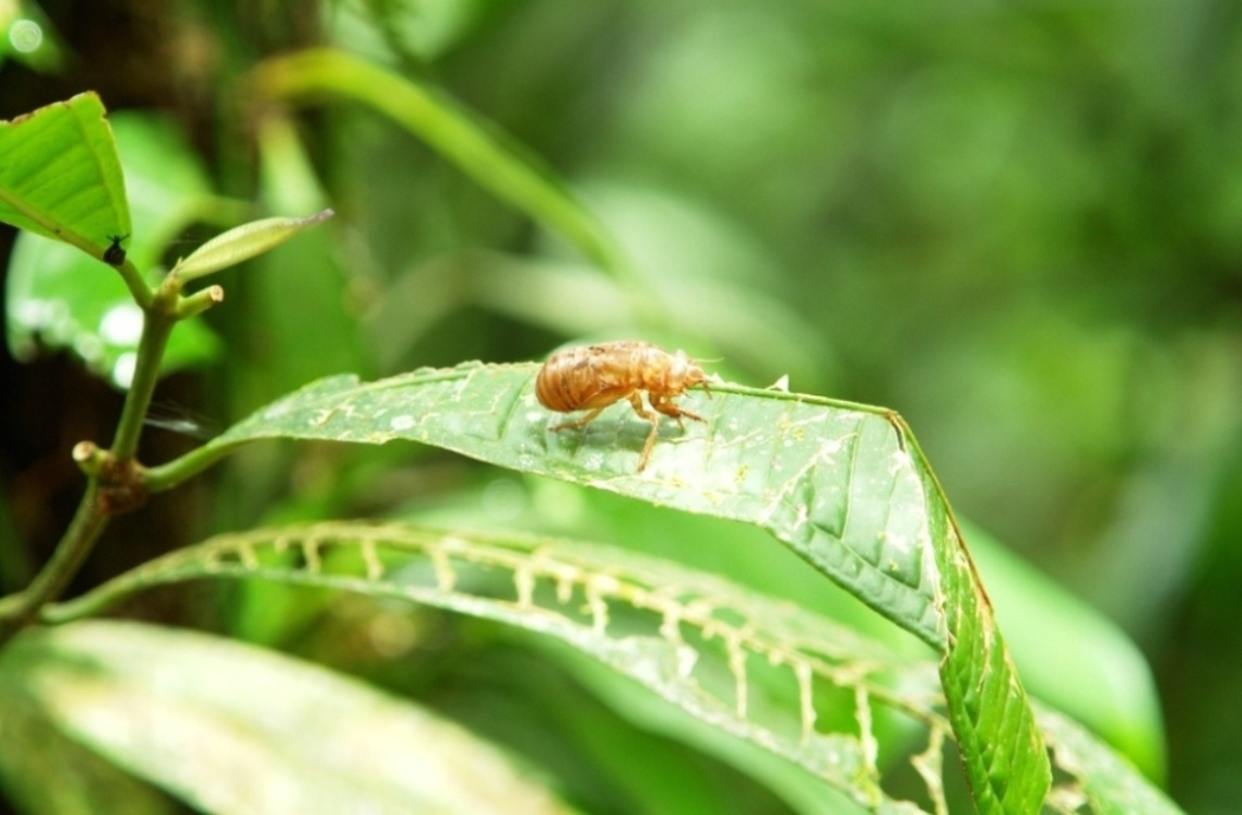 Foto de Heredia, Costa Rica