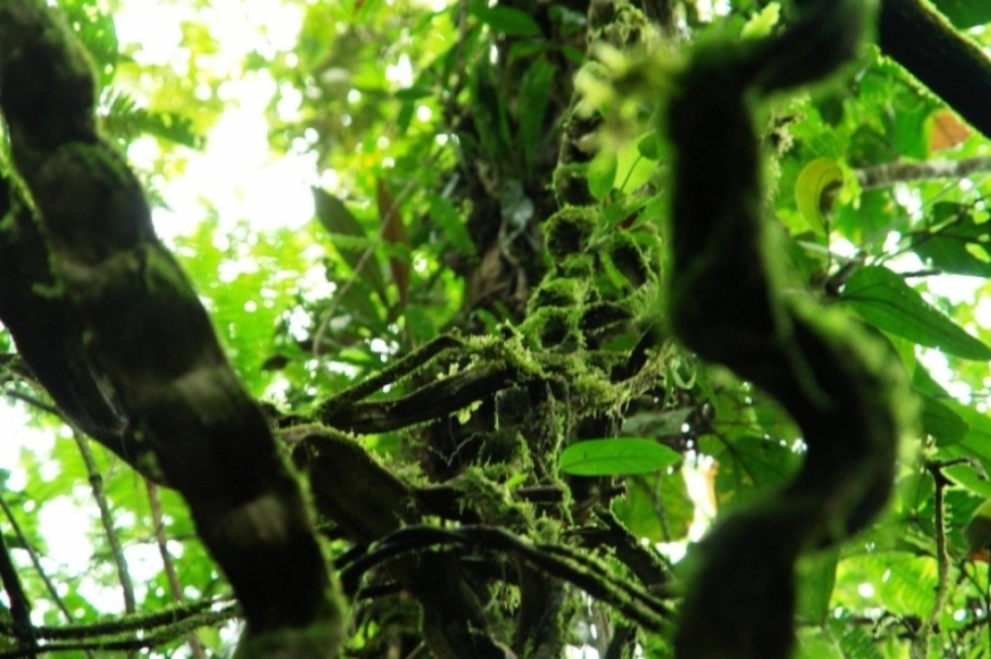 Foto de Heredia, Costa Rica