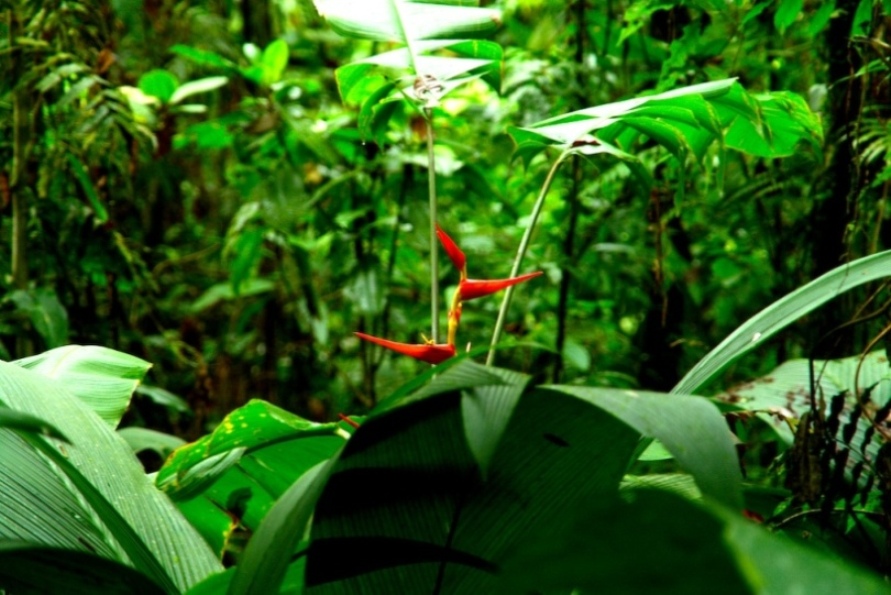 Foto de Heredia, Costa Rica