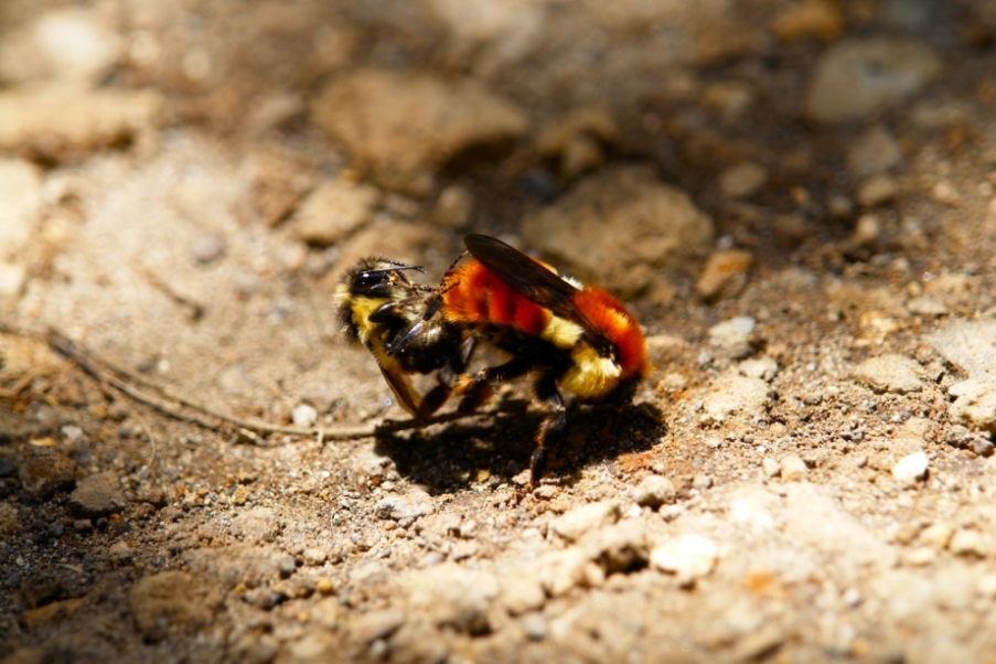 Foto de Heredia, Costa Rica