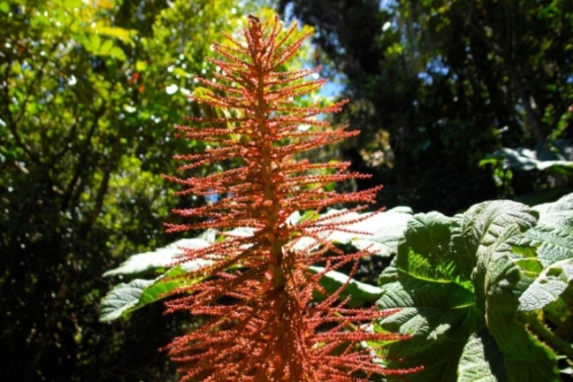 Foto de Heredia, Costa Rica