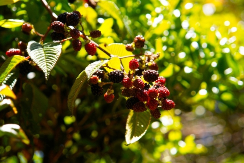 Foto de Heredia, Costa Rica