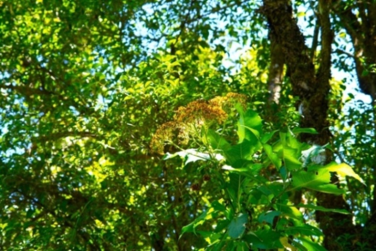Foto de Heredia, Costa Rica
