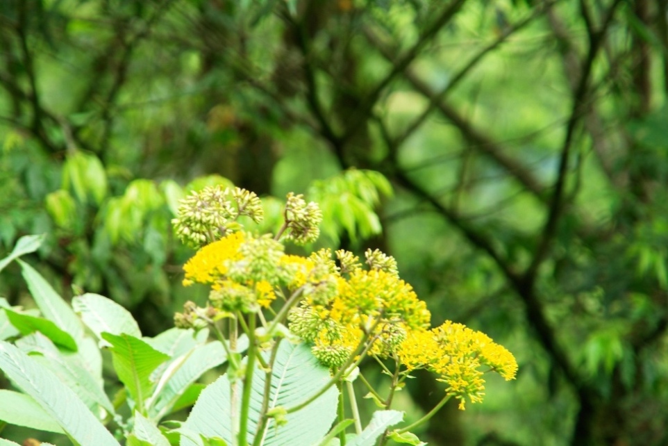 Foto de Heredia, Costa Rica