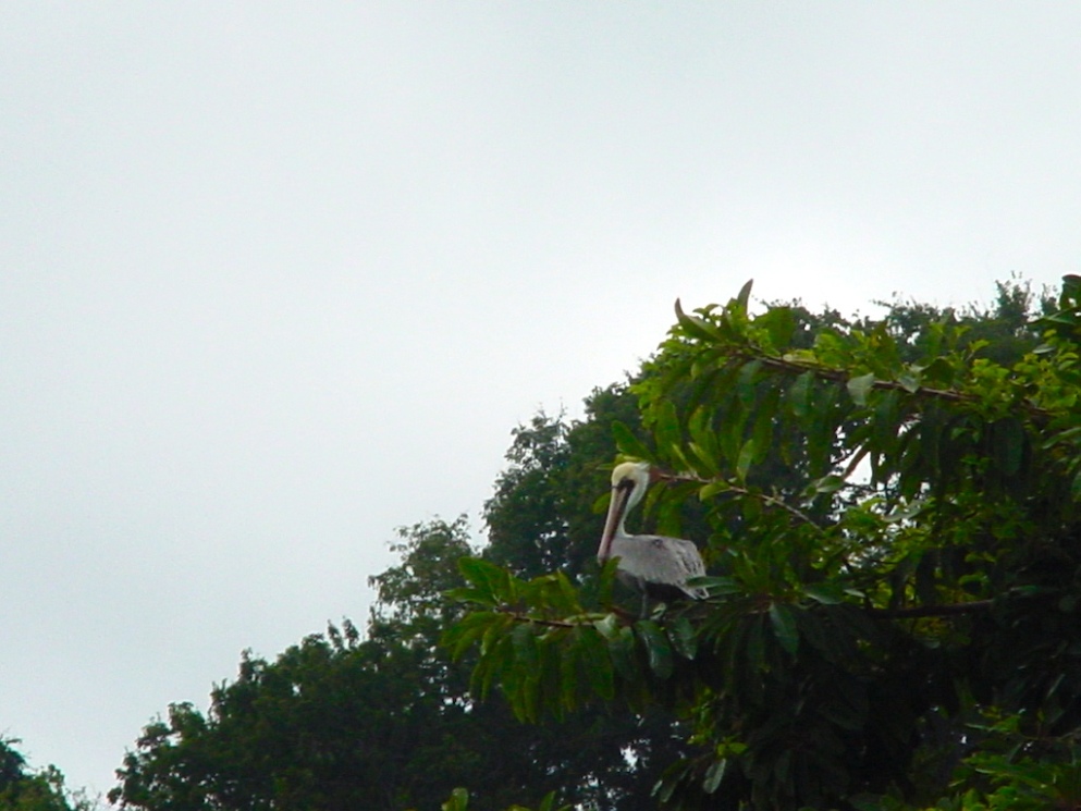 Foto de Nicoya (Puntarenas), Costa Rica