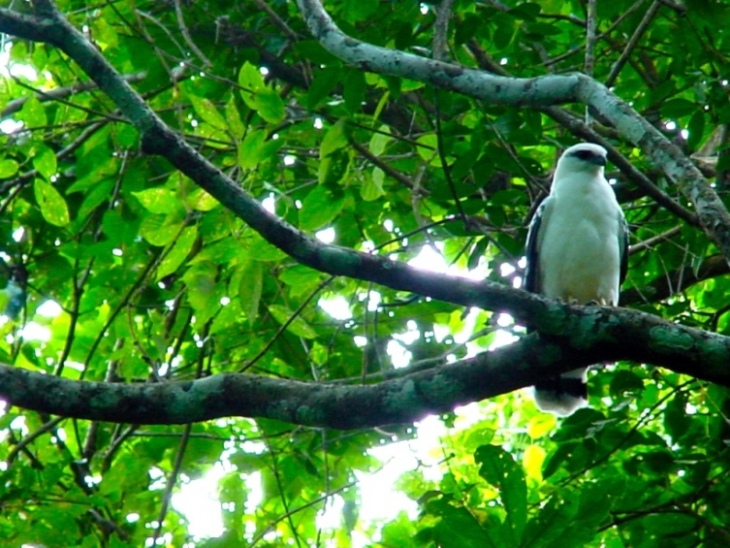 Foto de Nicoya (Puntarenas), Costa Rica