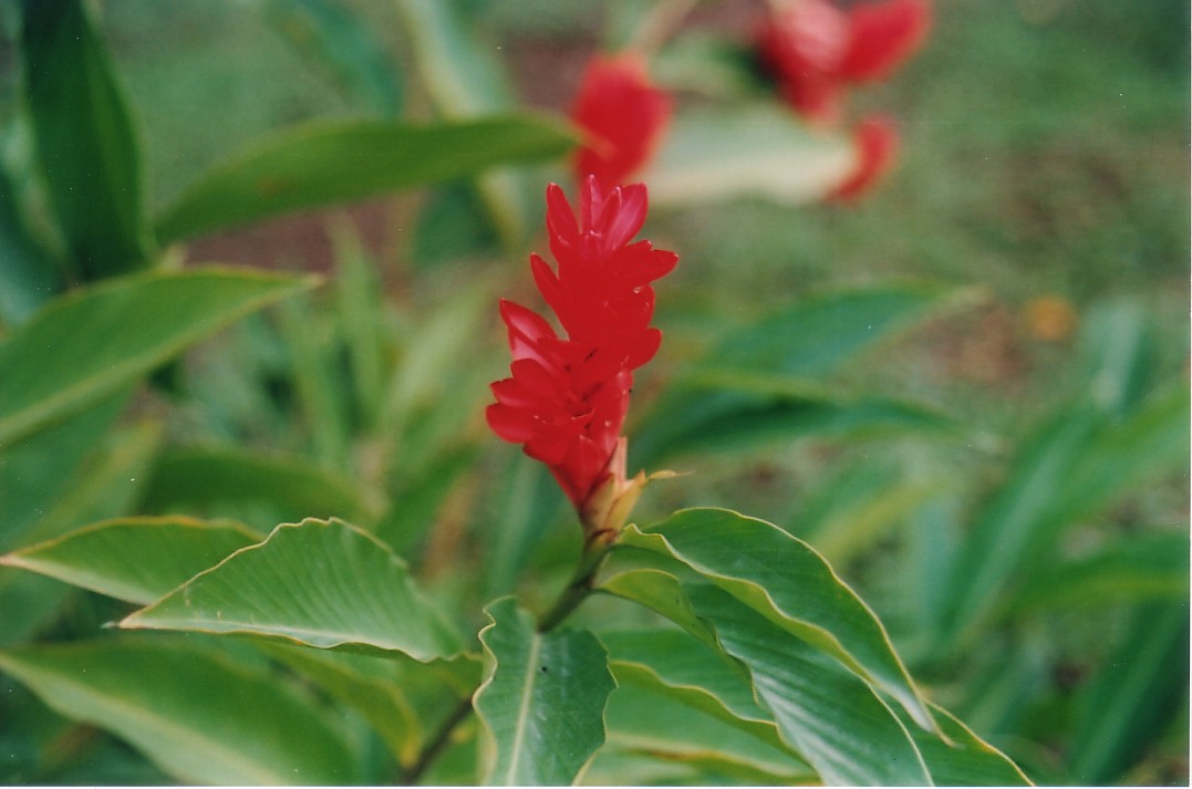Foto de San Casrlos del Arenal, Costa Rica