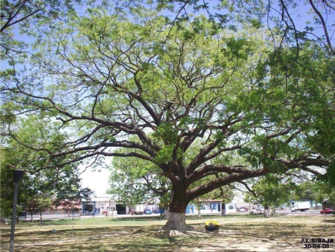 Foto de Liberia (Guanacaste), Costa Rica