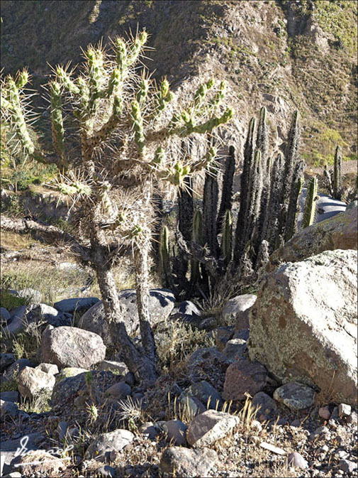 Foto de Cañon del Colca, Perú