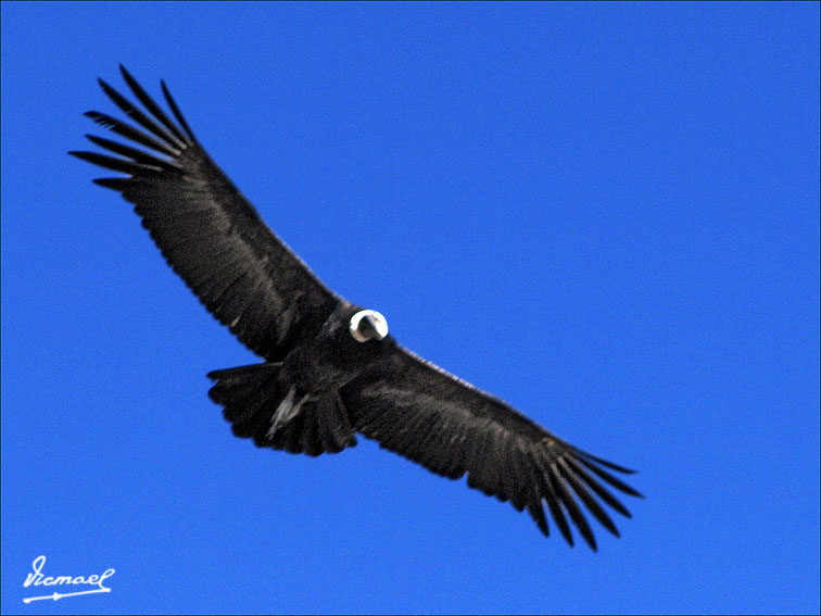 Foto de Colca, Perú