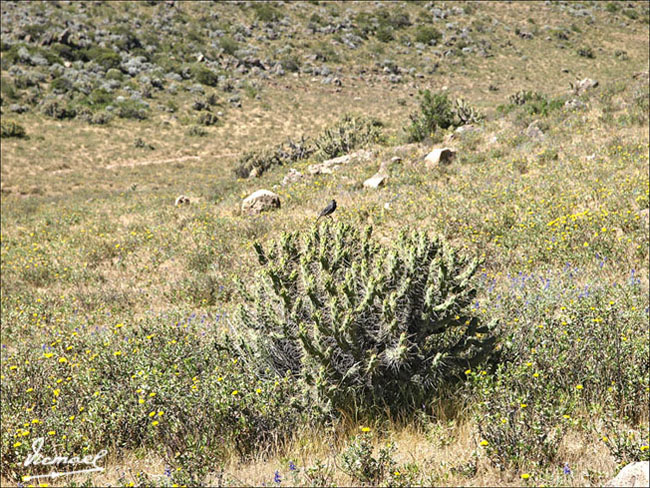Foto de Colca, Perú