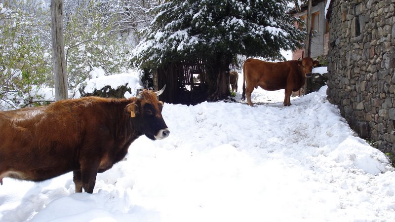 Foto de Viboli - Ponga (Asturias), España