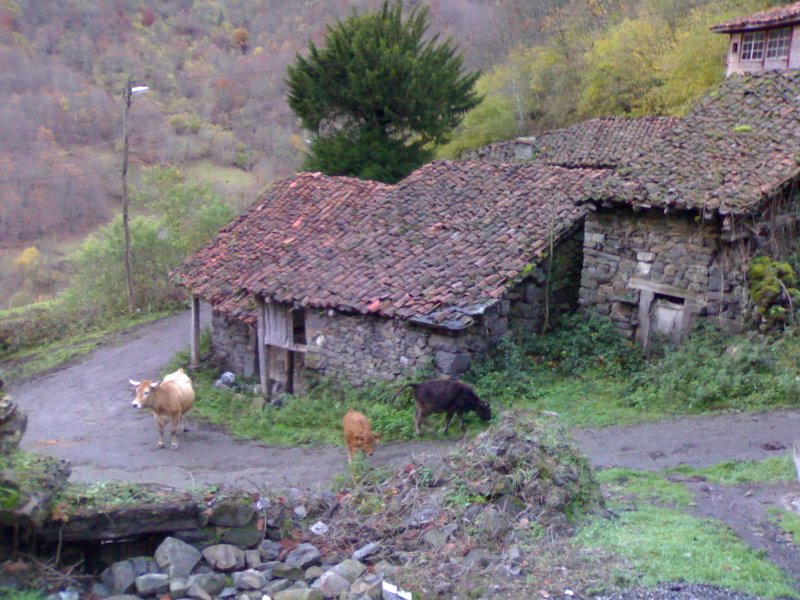 Foto de Viboli - Ponga (Asturias), España